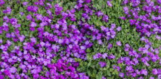 Che fioretti si possono fare durante il tempo di Avvento e con che modalità? viole