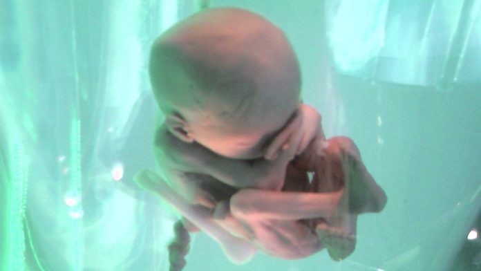 Feto vita prenatale gravidanza